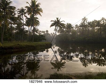 Stock Photograph - Sunrise and palm trees, Kerala, India . Fotosearch