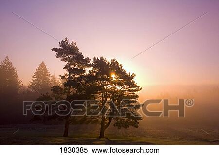 Stock Photography - Sunrise behind a tree. Fotosearch