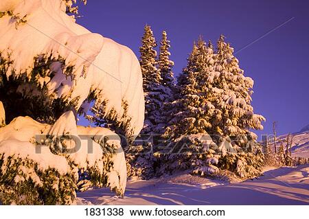 Sunrise shining on snow covered trees, Cascade Mountains, Oregon, USA View Large Photo Image Stock Photo - Sunrise shining on snow covered trees, Cascade Mountains, Oregon, USA. Fotosearch