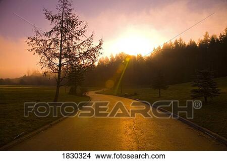 Picture - Sunrise through fog and trees, Oregon, USA. Fotosearch