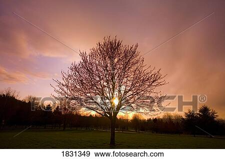 Stock Photo - Sunset against trees, Oregon, USA. Fotosearch