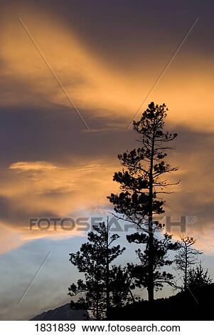 Sunset, clouds, trees View Large Photo Image Stock Photo - Sunset, clouds, trees. Fotosearch
