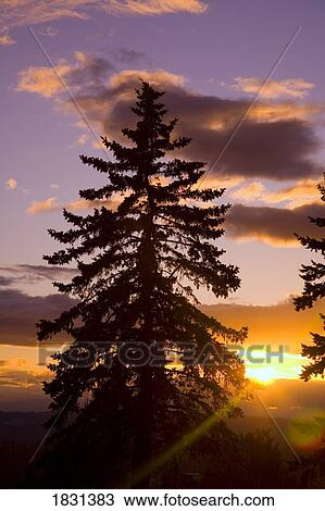 Stock Image - Sunset in Willamette Valley, Oregon, USA. Fotosearch