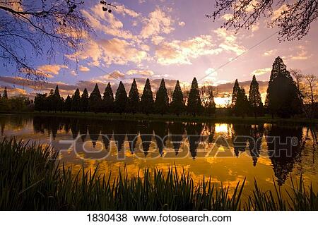 Sunset reflection in a park pond, Portland, Oregon View Large Photo Image Stock Photo - Sunset reflection in a park pond, Portland, Oregon. Fotosearch
