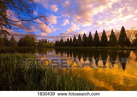 Sunset reflection on a pond, Portland, Oregon View Large Photo Image Stock Photo - Sunset reflection on a pond, Portland, Oregon. Fotosearch