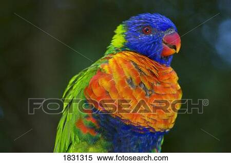 Swainson's Lorikeet, Australia View Large Photo Image Stock Photography - Swainson's Lorikeet, Australia. Fotosearch