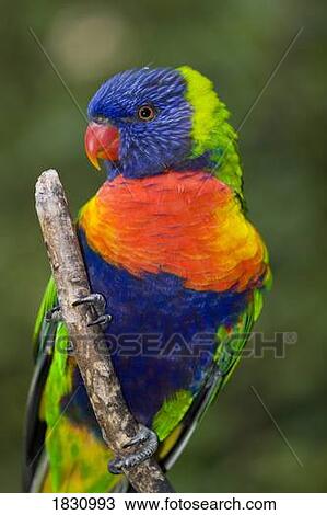 Swainson's lorikeet View Large Photo Image Stock Image - Swainson's lorikeet. Fotosearch