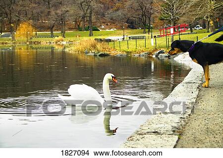 Swan and dog meet in the Harlem Meer in Central Park, New York, USA View Large Photo Image Picture - Swan and dog meet in the Harlem Meer in Central Park, New York, USA . Fotosearch