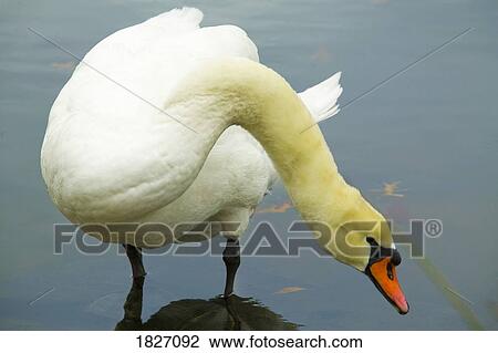 Swan (anserinae cygnus) View Large Photo Image Stock Image - Swan (anserinae cygnus). Fotosearch