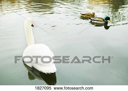 Swan swimming by ducks View Large Photo Image Stock Photography - Swan swimming by ducks. Fotosearch