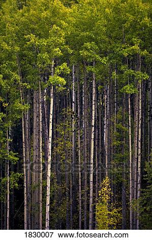 Tall forest View Large Photo Image Stock Photo - Tall forest. Fotosearch