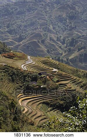 Stock Photograph - Terraced rice paddies outside the village of Sapa, northern Vietnam. Fotosearch