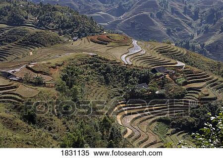 Stock Photography - Terraced rice paddies outside the village of Sapa, northern Vietnam. Fotosearch