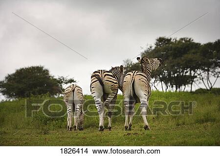 The backside of three zebras, South Africa View Large Photo Image Picture - The backside of three zebras, South Africa. Fotosearch