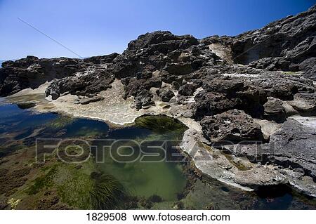 Tide pools at Botanical Beach near Port Renfrew on Vancouver Island, British Columbia, Canada View Large Photo Image Stock Photo - Tide pools at Botanical Beach near Port Renfrew on Vancouver Island, British Columbia, Canada. Fotosearch
