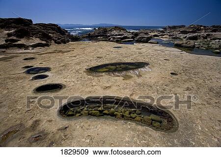 Tide pools, Botanical Beach (near Port Renfrew), Vancouver Island, British Columbia, Canada View Large Photo Image Stock Photo - Tide pools, Botanical Beach (near Port Renfrew), Vancouver Island, British Columbia, Canada. Fotosearch