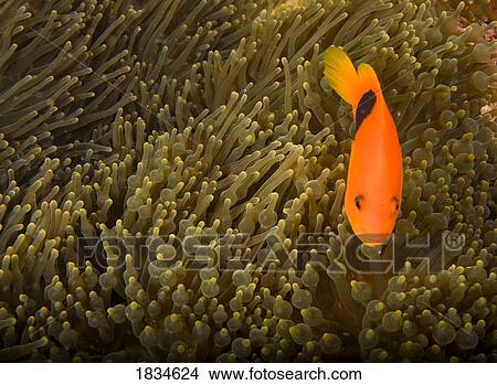 Picture - Tomato Anemonefish (Amphiprion ephippium). Fotosearch