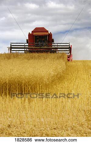 Tractor mowing field, North Yorkshire, England View Large Photo Image Stock Photograph - Tractor mowing field, North Yorkshire, England. Fotosearch