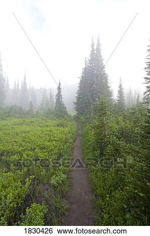 Stock Photograph - Trail in morning fog, Mount Rainier National Park, Washington, USA . Fotosearch