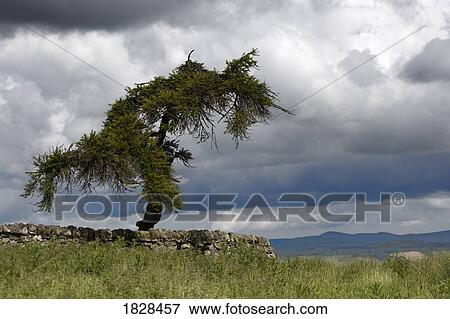 Tree behind stone fence, Northumberland, England View Large Photo Image Stock Photo - Tree behind stone fence, Northumberland, England. Fotosearch