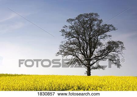 Tree in a rapeseed field, Yorkshire, England View Large Photo Image Stock Photo - Tree in a rapeseed field, Yorkshire, England. Fotosearch