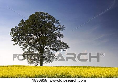 Stock Photo - Tree in a rapeseed field, Yorkshire, England. Fotosearch