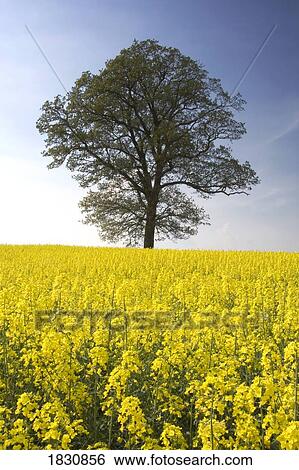 Tree in a rapeseed field, Yorkshire, England View Large Photo Image Stock Photograph - Tree in a rapeseed field, Yorkshire, England. Fotosearch