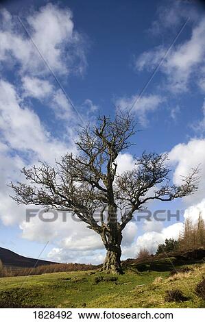 Stock Image - Tree in field. Fotosearch