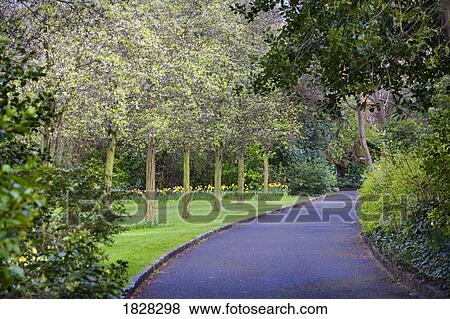 Tree-lined road View Large Photo Image Stock Photo - Tree-lined road. Fotosearch