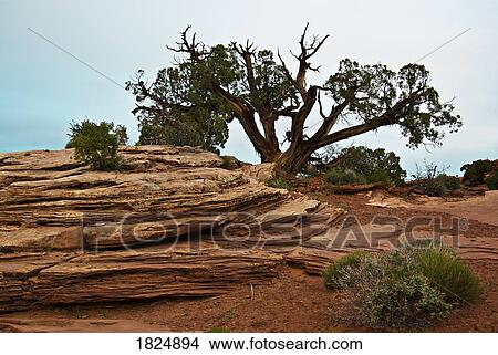 Picture - Tree on a hill. Fotosearch