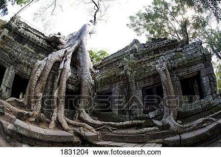 Picture - Tree roots covering temple ruins in the ancient city of Angkor Wat, Northwestern Cambodia. Fotosearch