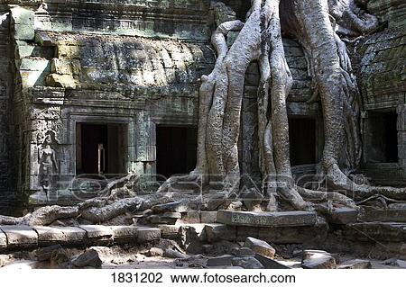 Tree roots covering temple ruins in the ancient city of Angkor Wat, Northwestern Cambodia View Large Photo Image Stock Image - Tree roots covering temple ruins in the ancient city of Angkor Wat, Northwestern Cambodia. Fotosearch