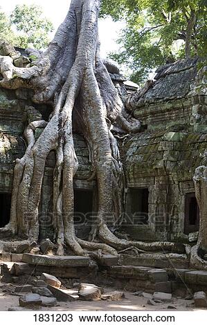 Stock Image - Tree roots covering temple ruins in the ancient city of Angkor Wat, Northwestern Cambodia. Fotosearch