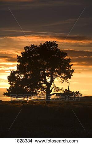 Tree silhouetted at sunset, North Yorkshire, England View Large Photo Image Picture - Tree silhouetted at sunset, North Yorkshire, England. Fotosearch