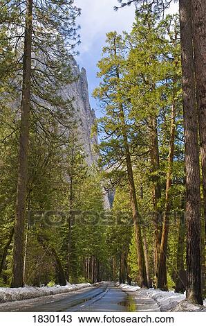 Stock Image - Treelined rural road, Yosemite National Park, USA. Fotosearch