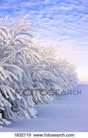 Trees covered in snow, Canada View Large Photo Image Stock Photo - Trees covered in snow, Canada. Fotosearch