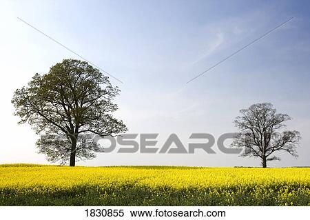 Stock Photography - Trees in a rapeseed field, Yorkshire, England. Fotosearch