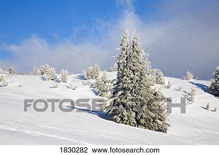 Stock Image - Trees in winter landscape at Mount Hood, Oregon, USA. Fotosearch