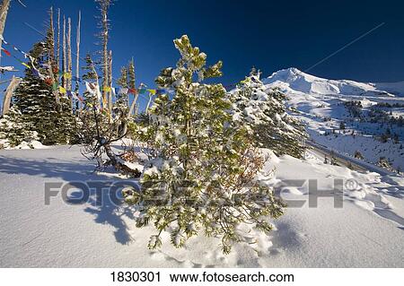 Trees in winter landscape at Mount Hood, Oregon, USA View Large Photo Image Stock Image - Trees in winter landscape at Mount Hood, Oregon, USA. Fotosearch