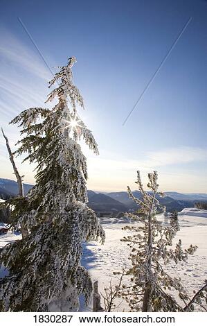 Trees in winter landscape at Mount Hood, Oregon, USA View Large Photo Image Stock Photo - Trees in winter landscape at Mount Hood, Oregon, USA. Fotosearch