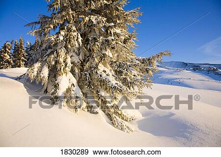 Trees in winter landscape at Mount Hood, Oregon, USA View Large Photo Image Stock Photo - Trees in winter landscape at Mount Hood, Oregon, USA. Fotosearch