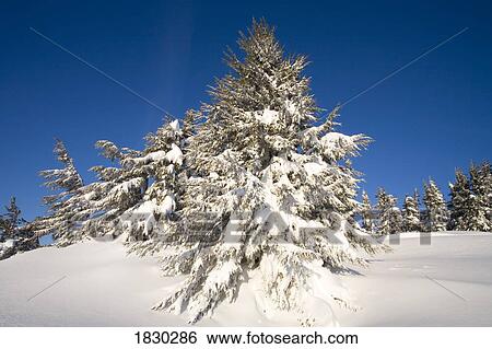 Trees in winter landscape at Mount Hood, Oregon, USA View Large Photo Image Stock Photograph - Trees in winter landscape at Mount Hood, Oregon, USA. Fotosearch