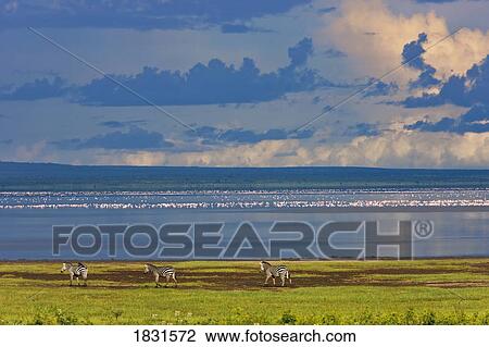 Stock Image - Trio of zebras, Lake Manyara National Park, Tanzania . Fotosearch