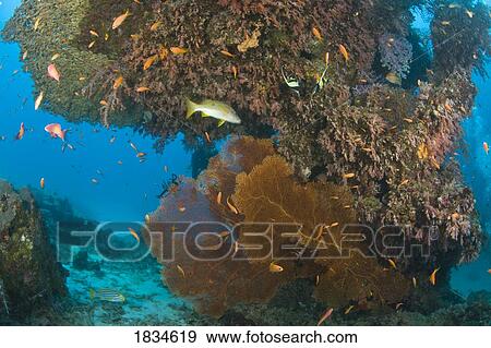 Tropical fish and large sea fans View Large Photo Image Stock Photo - Tropical fish and large sea fans. Fotosearch