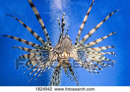 Tropical fish View Large Photo Image Stock Image - Tropical fish. Fotosearch