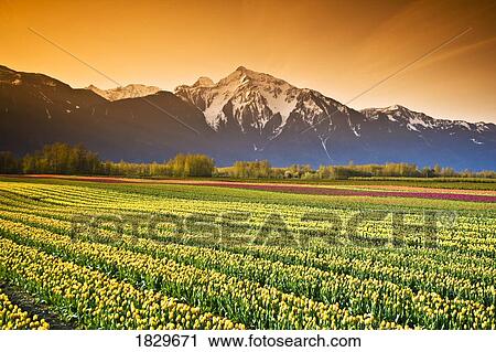 Stock Image - Tulip cultivation, British Columbia, Canada. Fotosearch
