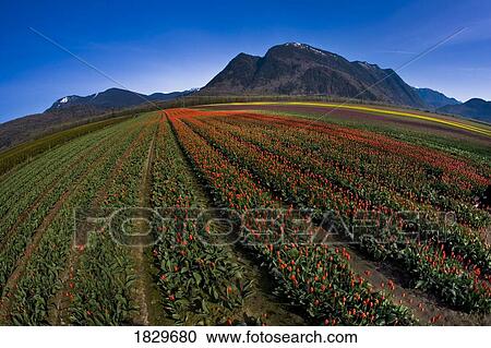 Stock Image - Tulip cultivation, British Columbia, Canada. Fotosearch