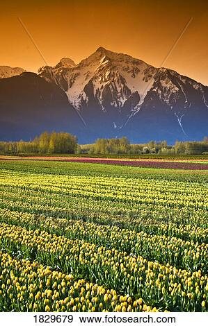 Stock Photo - Tulip cultivation, British Columbia, Canada. Fotosearch