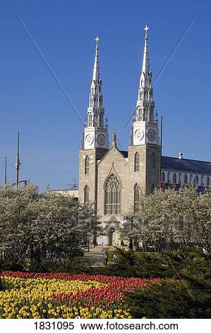 Tulip festival at Major Hill Park, Ottawa, Ontario, Canada View Large Photo Image Stock Photography - Tulip festival at Major Hill Park, Ottawa, Ontario, Canada. Fotosearch