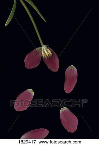 Tulip petals View Large Photo Image Stock Photo - Tulip petals. Fotosearch